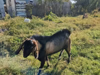 Billy Goat, Goats — photo 3