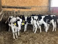 Бух, Russian Black pied cattle — 6 зураг
