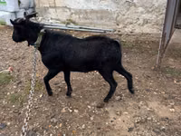 Billy Goat, Murcia-Granada goats — photo 1