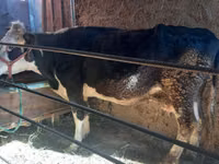 गाय, Russian Black pied cattle — फ़ोटो 3