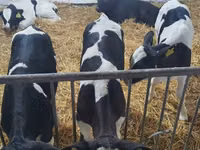 Bulle, Holstein-Rasse — Foto 1