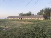 गाय, बुकोविनियन औद्योगिक प्रकार की लाल-धारीदार यूक्रेनी गाय — फ़ोटो 8