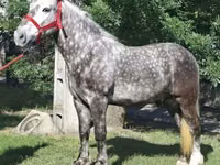 Caballo, Caballos — foto 2