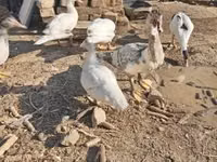 Ducks — फ़ोटो 1