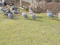 Turkeys — फ़ोटो 4
