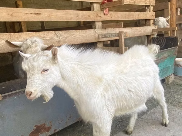 बकरी, Saanen goat