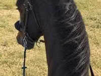 Адуу, Dutch warmblood horse — 3 зураг