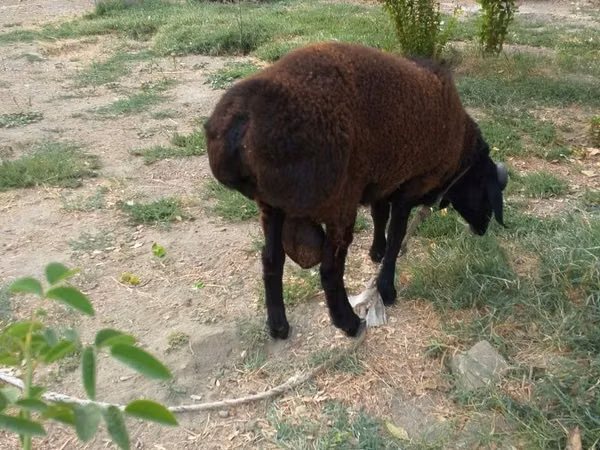Widder, Baerchuke sheep