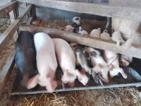 Sow, Pigs — photo 3