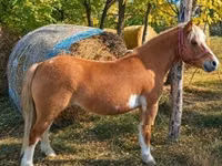 فرس, Shetland Pony — الصورة 2
