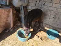 Cow, Cattle — photo 2