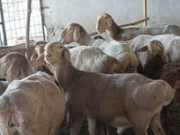 भेड़, Arashan sheep — फ़ोटो 4