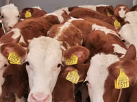 Cattle (batch, sex not specified), Simmental cattle — photo 7