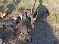 Turkeys — photo 2