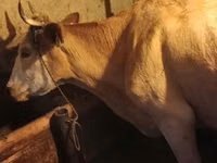Cow, Cattle — photo 1