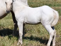 घोड़ी, Quarter Horse — फ़ोटो 1