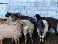 نعجة, Beulah Speckled face sheep — الصورة 2