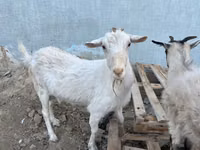 बकरी, Saanen goat — फ़ोटो 4