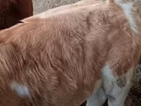 ثور, بقرة ليموزين — الصورة 2