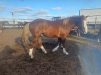 Horse (M), Horses — photo 3