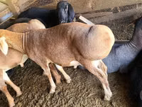 كبش, Edilbay sheep — الصورة 3