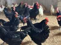 Australorp — Foto 5