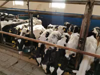 Cattle (batch, sex not specified), Simmental cattle — photo 2
