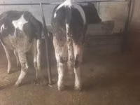 母牛, Russian Black pied cattle — 照片 3
