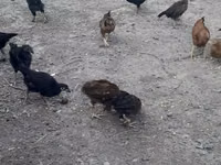 Chickens — photo 2