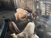 Sow, Pigs — photo 2