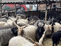 भेड़ें (लॉट, लिंग निर्दिष्ट नहीं), Racka sheep — फ़ोटो 3