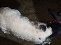 Bull, Belgian Blue — photo 5
