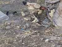 Chickens — फ़ोटो 3