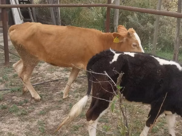 Үнээ, Simmental cattle