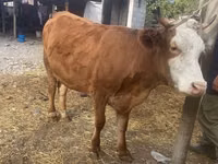 Kuh, Swiss cattle — Foto 1