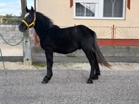 Caballo, Caballos — foto 1