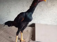 Chickens — photo 7