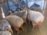عنزة, الماعز — الصورة 4
