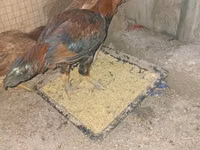 Chickens — 照片 3
