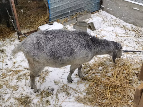 बकरी, Nubian Goat