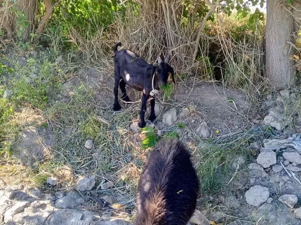 عنزة, الماعز