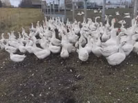 Geese — Foto 6