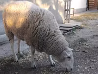 Хонь, Хонь — 3 зураг