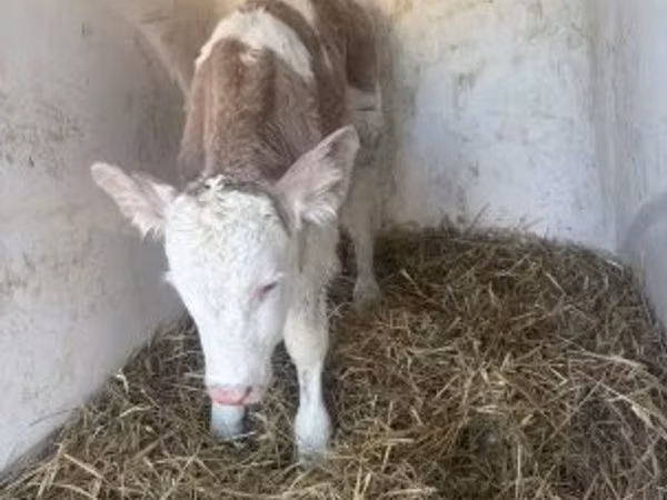 Бух, Simmental cattle