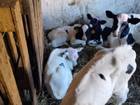 Bull, Holstein breed — photo 3