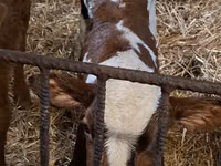 ثور, Simmental cattle — الصورة 5