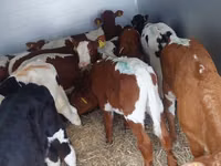 Bull, Simmental cattle — photo 1