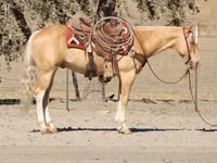 Hengst, Quarter Horse — Foto 8