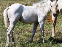 घोड़ी, Quarter Horse — फ़ोटो 5