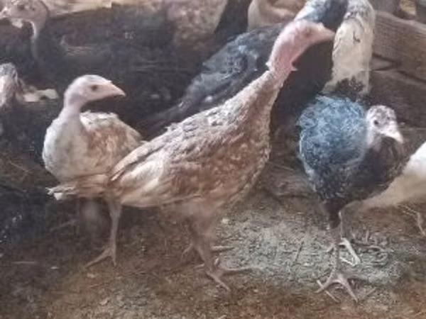 Индейки